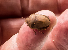 Eurygaster integriceps