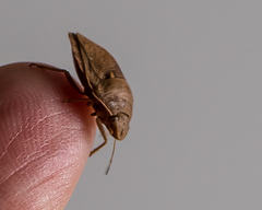 Eurygaster integriceps