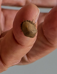 Eurygaster integriceps