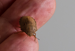 Eurygaster integriceps