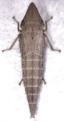 Euacanthella palustris