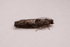 Pseudexentera