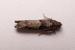 Pseudexentera