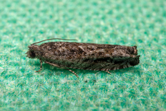 Pseudexentera