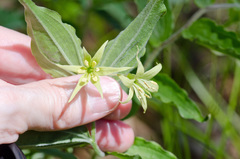 Prosartes lanuginosa