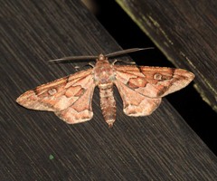 Hypochrosis binexata