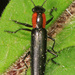 Slender Lizard Beetle - Photo (c) Judy Gallagher, some rights reserved (CC BY), uploaded by Judy Gallagher
