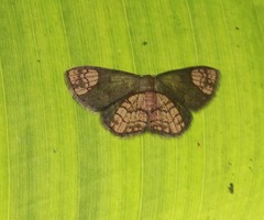 Metallaxis semiustus