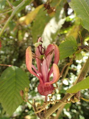 (c) agujaceratops, some rights reserved (CC BY) Passiflora azeroana, photograph (c) agujaceratops, some rights reserved (CC BY)