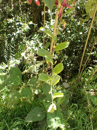 Passiflora azeroana, photograph 3