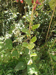 (c) agujaceratops, some rights reserved (CC BY) Passiflora azeroana, photograph (c) agujaceratops, some rights reserved (CC BY)