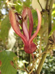Passiflora azeroana