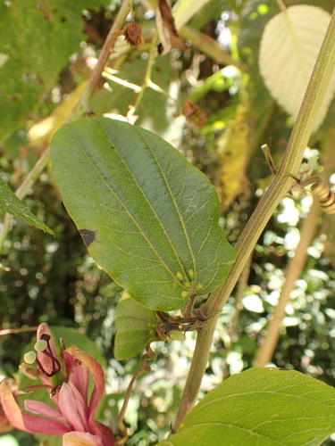 Passiflora azeroana, photograph 1