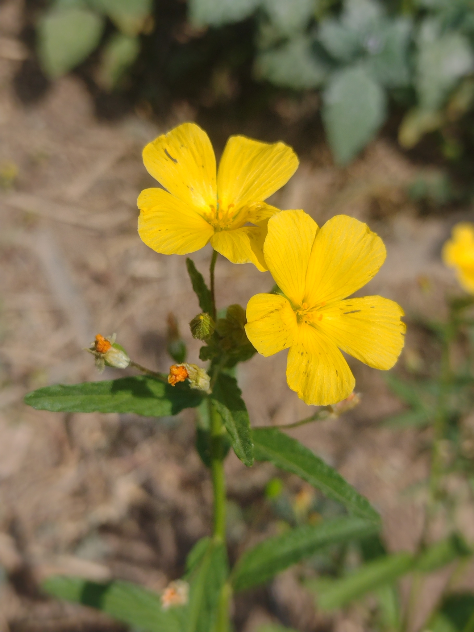 Piriqueta cistoides