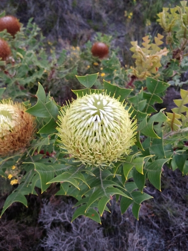 Image of Banksia baxteri by (c) Will Cornwell, some rights reserved (CC BY)