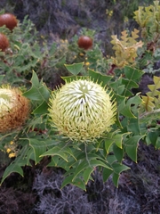 Banksia baxteri