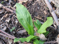 Primula meadia