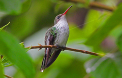 Red-Billed Streamertail photo 2