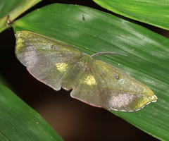 Omiza lycoraria