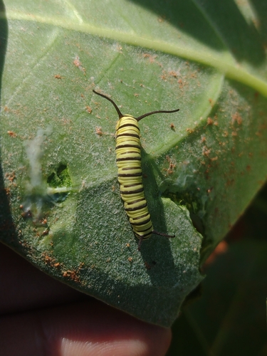 Southern Monarch