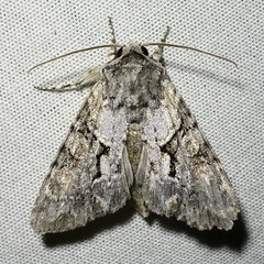 Achatia distincta