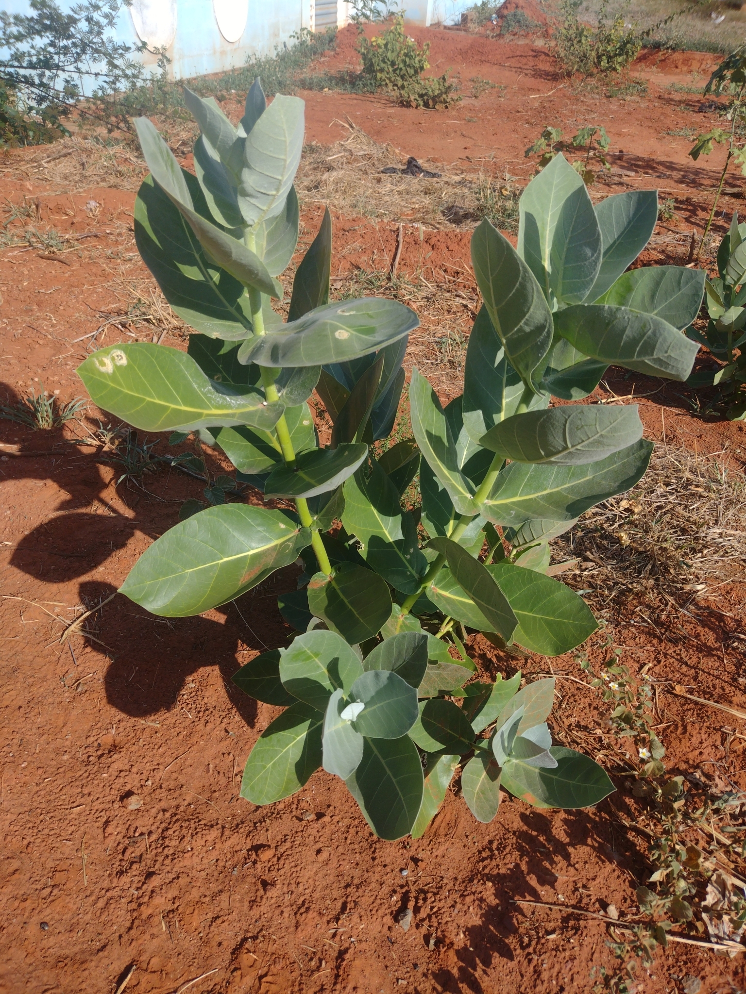 Calotropis procera