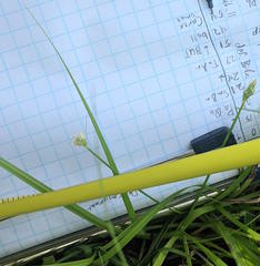 Carex planostachys