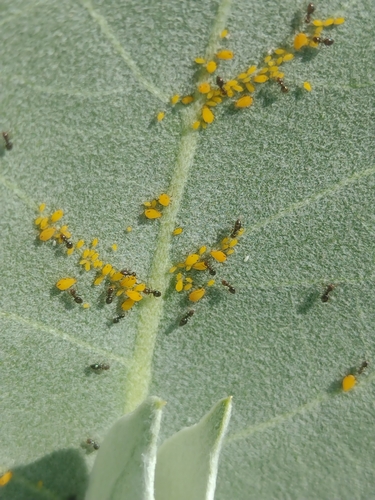 Oleander Aphid