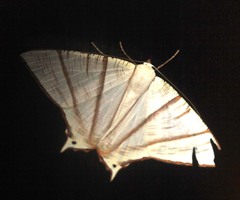 Ourapteryx picticaudata