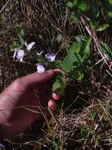 Image of Salvia procurrens by (c) Mateo Peña, some rights reserved (CC BY)