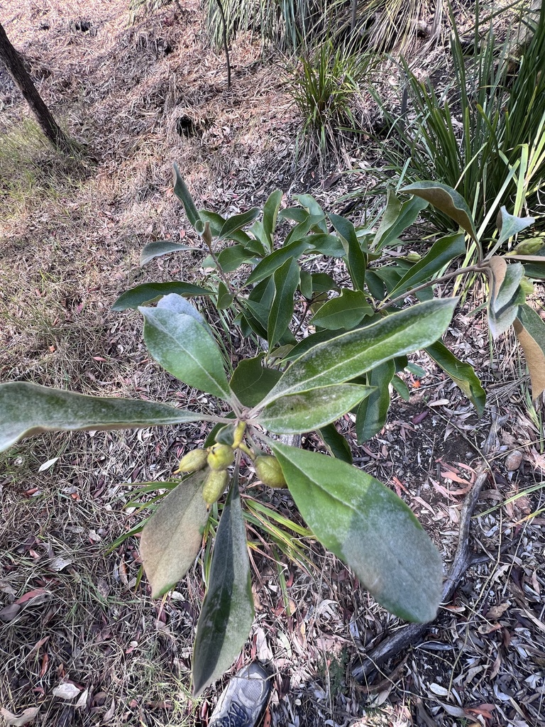 Roughfruited Pittosporum from Kennard Street Park, Corinda, QLD, AU on