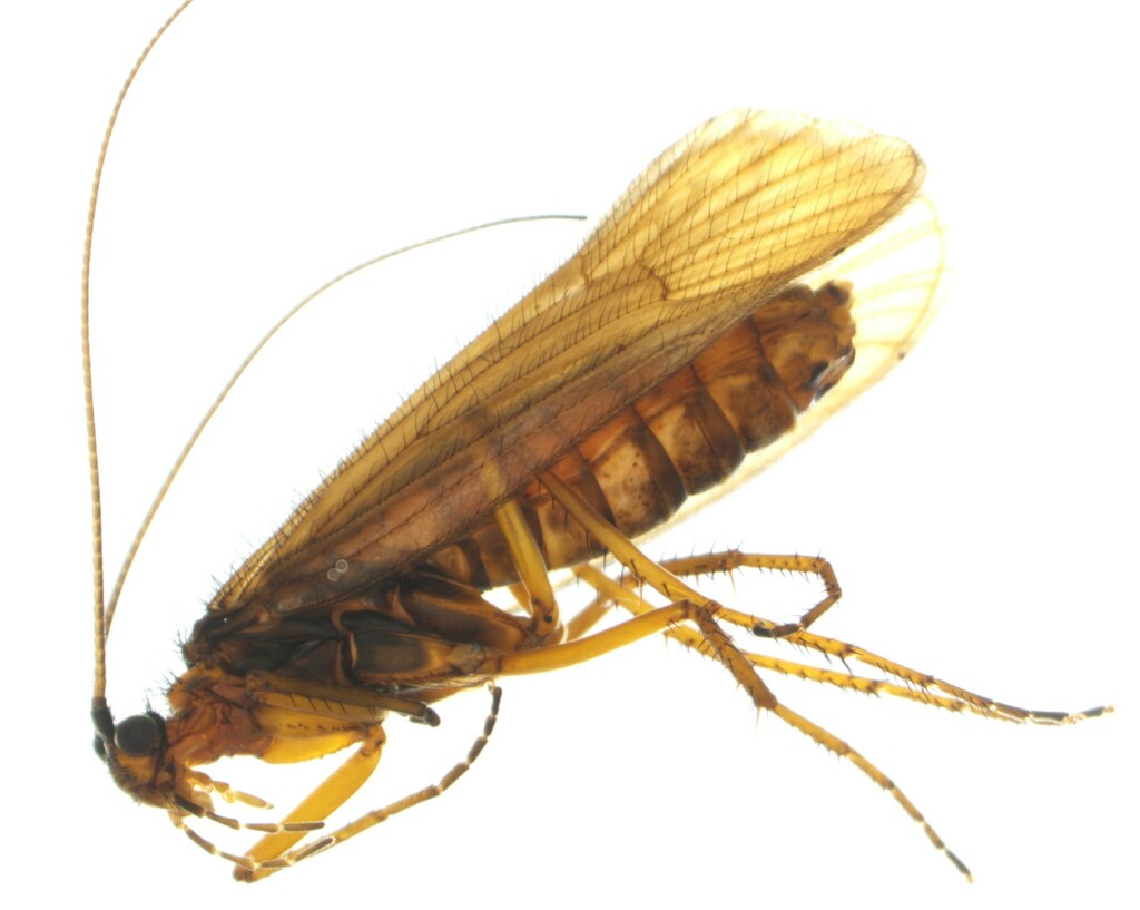 Pseudopsilopteryx