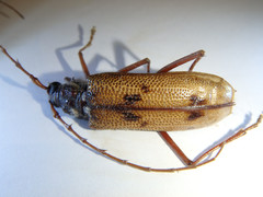 Phoracantha acanthocera