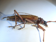 Phoracantha acanthocera