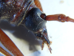 Phoracantha acanthocera