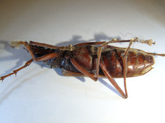 Phoracantha acanthocera