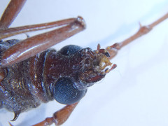 Phoracantha acanthocera