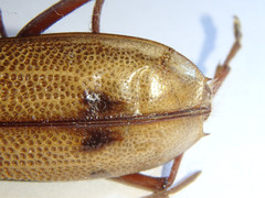 Phoracantha acanthocera