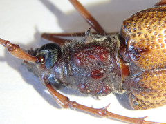 Phoracantha acanthocera