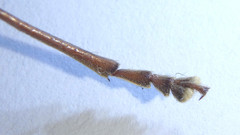 Phoracantha acanthocera