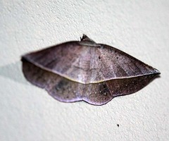 Sarcinodes vultuaria