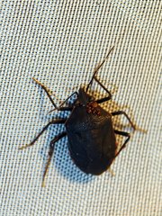 Schraderiellus cinctus