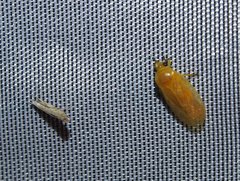 Catrimania livida