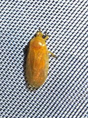 Catrimania livida