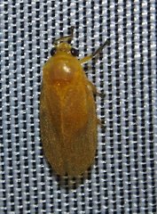 Catrimania livida