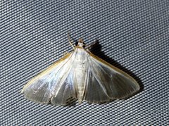 Diaphania glauculalis