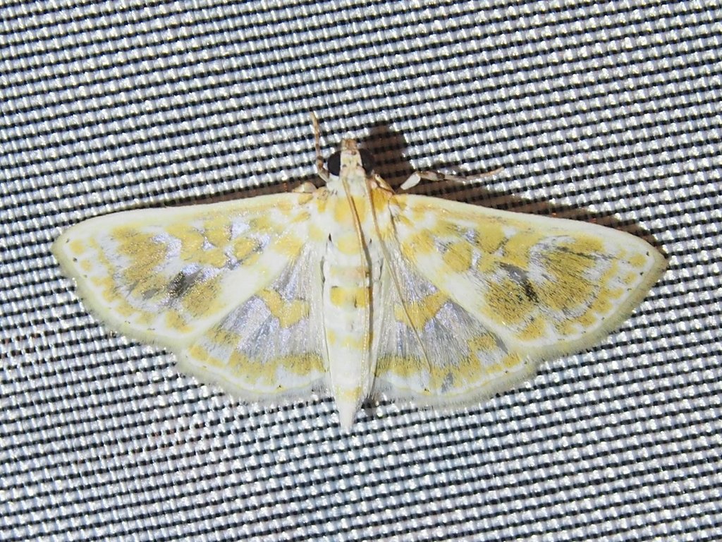 Leucochroma corope