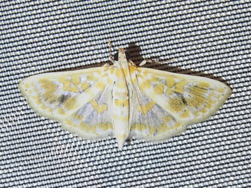 Leucochroma corope