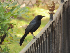 Quiscalus niger