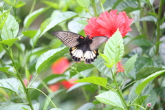 Papilio memnon memnon